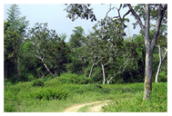 Bandipur Forest