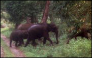 Mudumalai - INDIAN ELEPHANT 