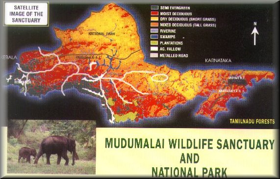 Mudumalai Wild Life Sanctuary